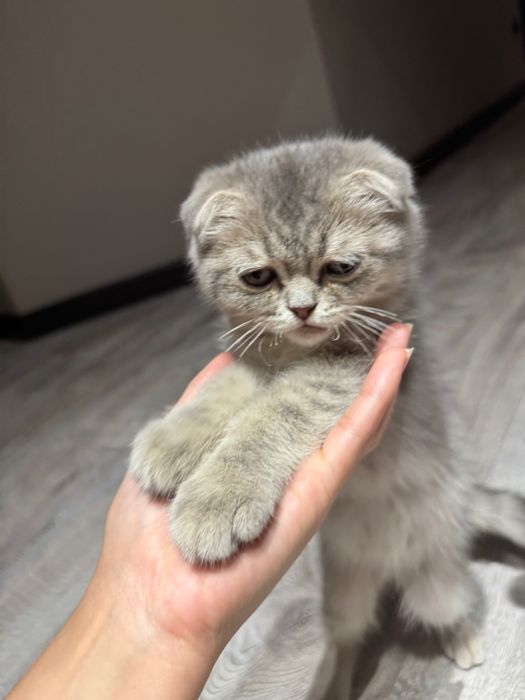 Продается котенок