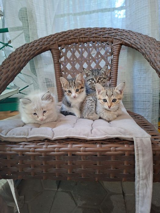 Отдам котят в добрые руки