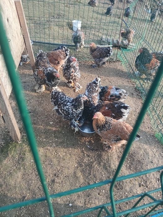 Pui Brahma  porțelan