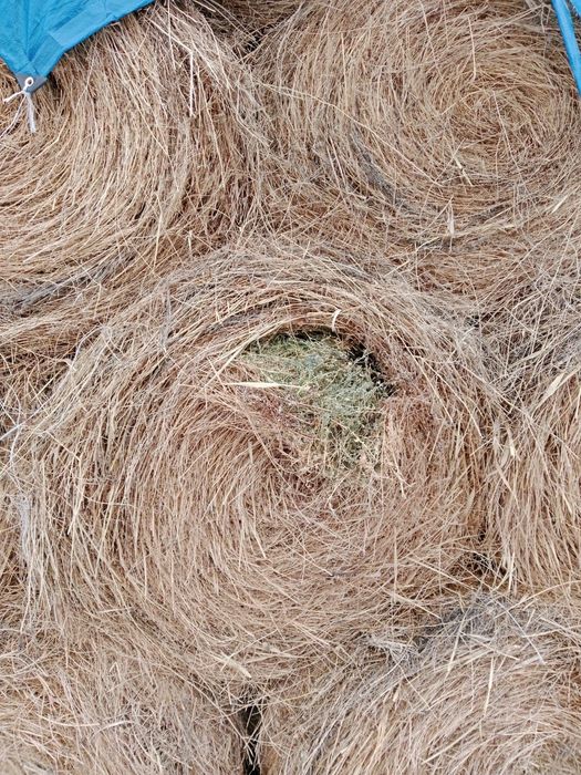 Продам сено люцерна второй покос