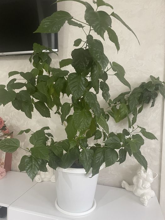 Продам китайскую розу