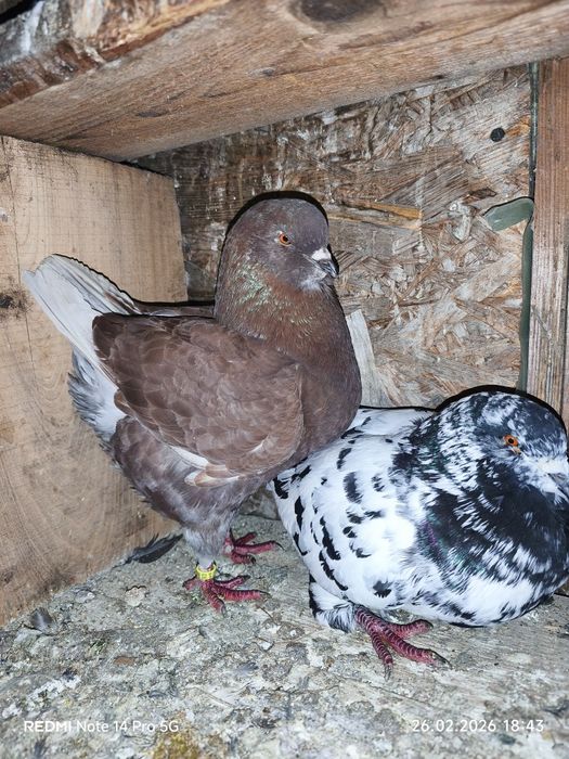 Vând sau schimb pereche kingi