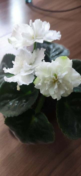 Фиалки сортовые ,цветущие