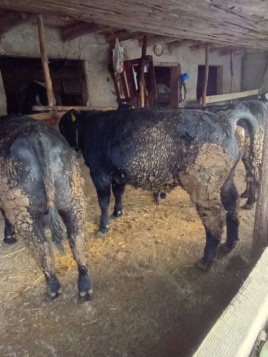 Vând viței de rasă