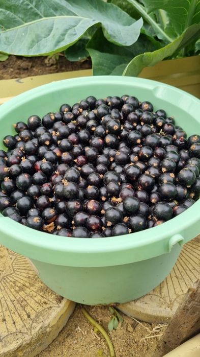 Продам домашнею смородину