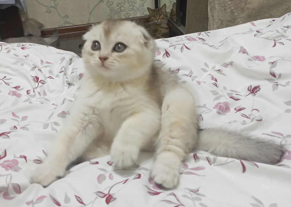 Продается чистокровные котята шиншилла.
