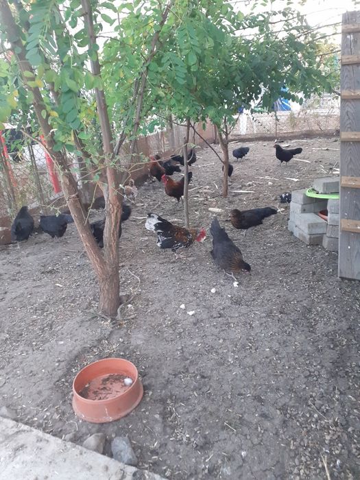 Famili de liliputi