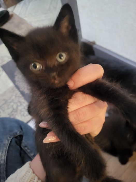 Котята от британки 2000