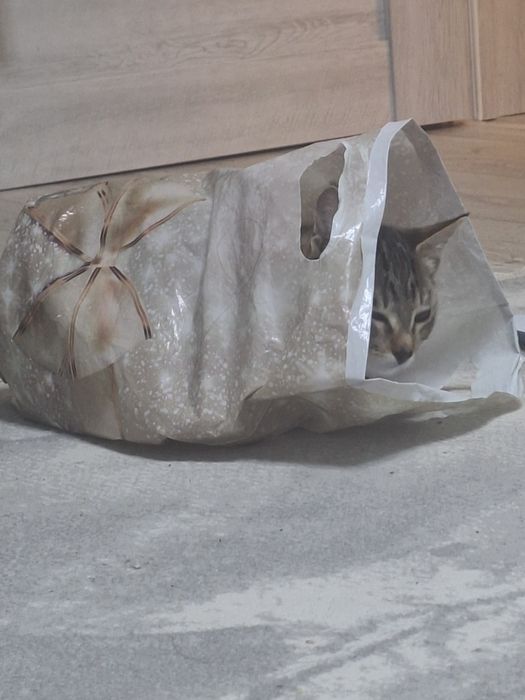 Отдаю котёнка в добрые руки