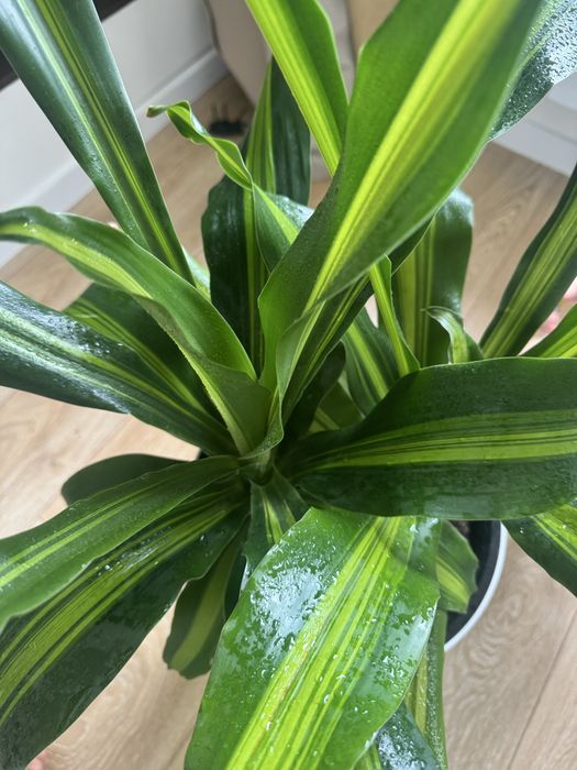 Комнатные цветы очень ухоженные