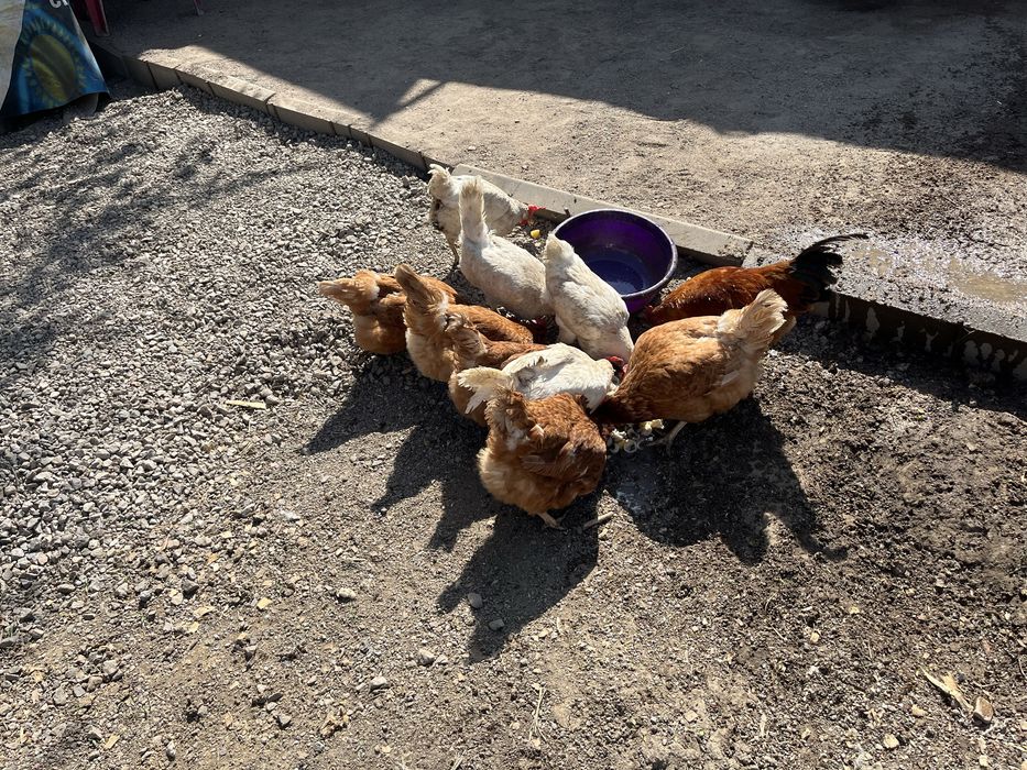 Продам 9 курей и 1 петух