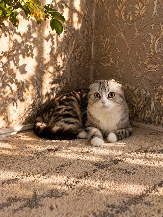 Scottish Fold Sotiladi skidka !