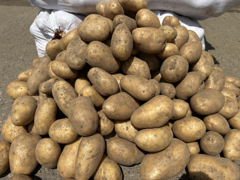 Картофель оптом с доставкой по городу