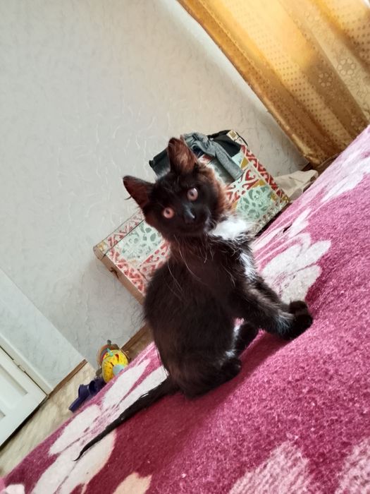 Отдам котенка добрые руки