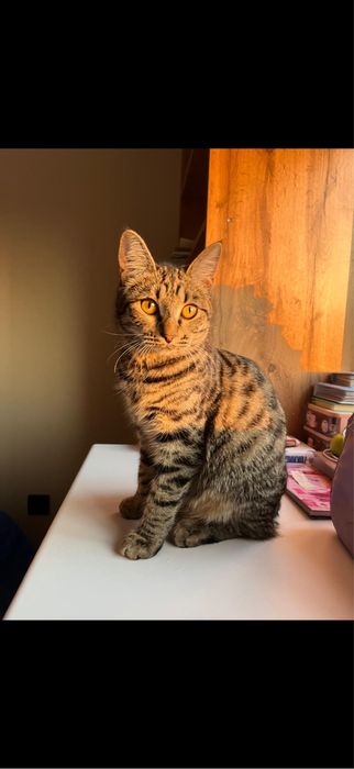 Кошка Бенгал два года