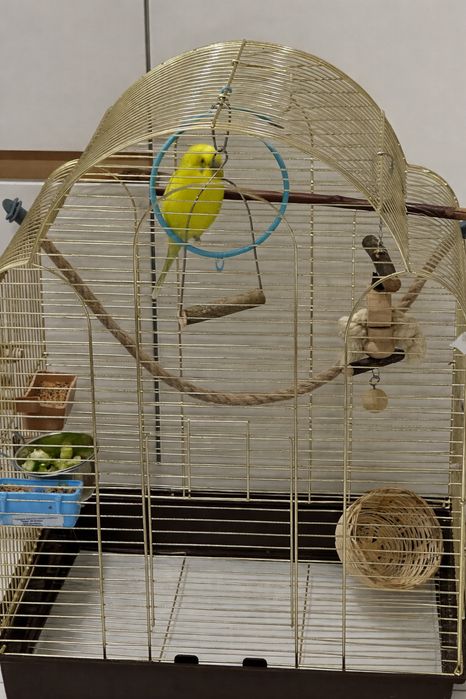 Продам попугая с клеткой