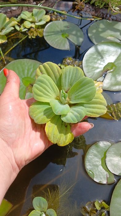 Продаю прудовые растения