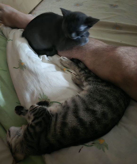 Donez pui de pisicuță