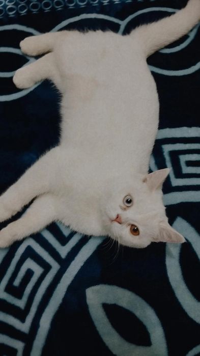 Потерялся. Yoqolib qoldi