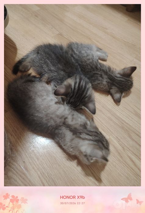 Котики беспородные