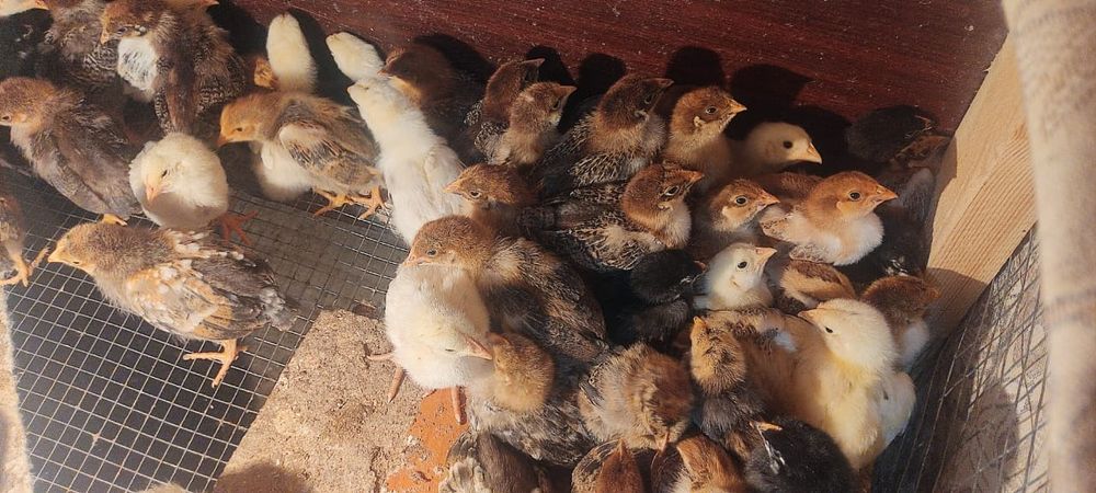 Продам цыплят от разных пород курей, есть в продаже цена 1500г
