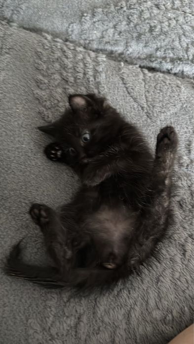 Котенок девочка.