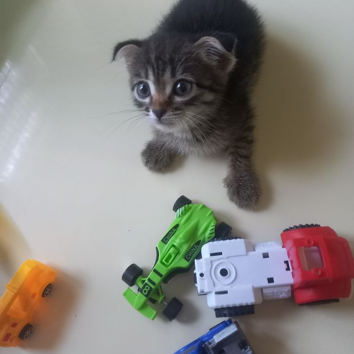 Вислоухие котята 1,5 месяц мальчик