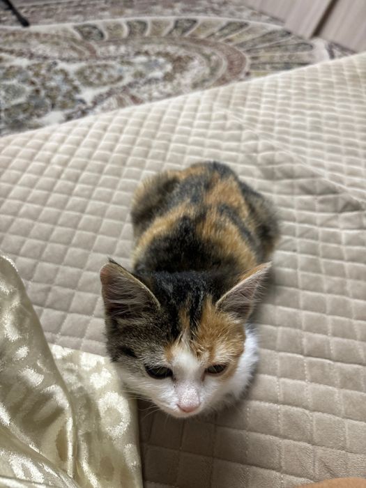 котенок трехцветный