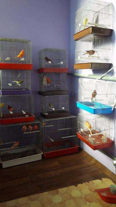 Canari de cantec si culoare