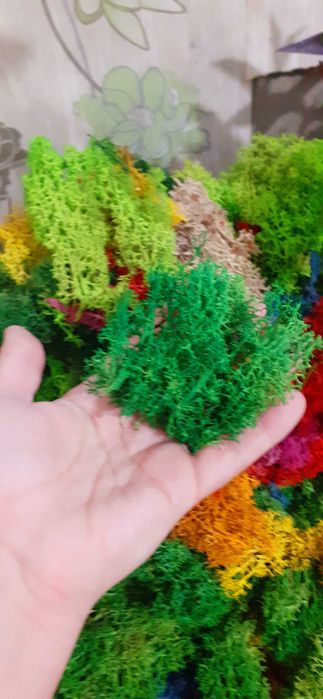 ПРОМО! Скандинавски мъх 20 лв.