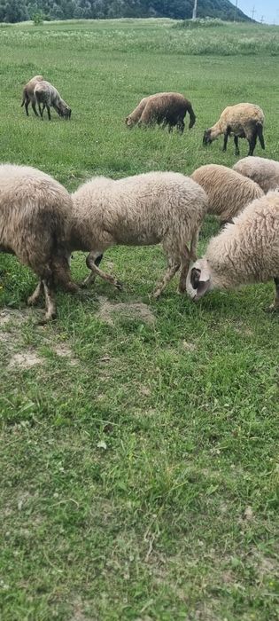 Vand oi de rasa suffolk si bergamacs