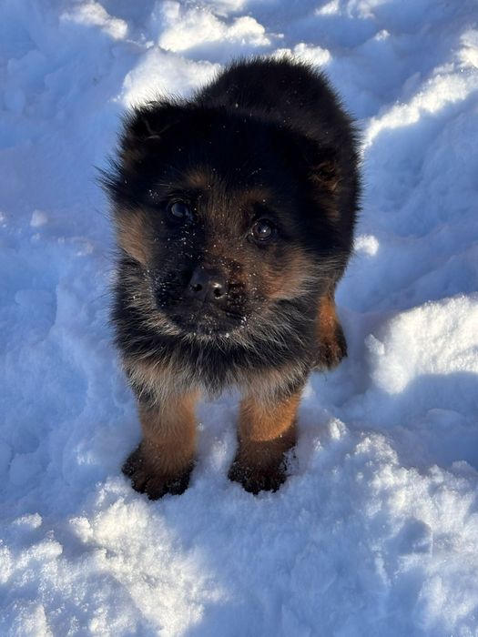 Щенки немецкой овчарки