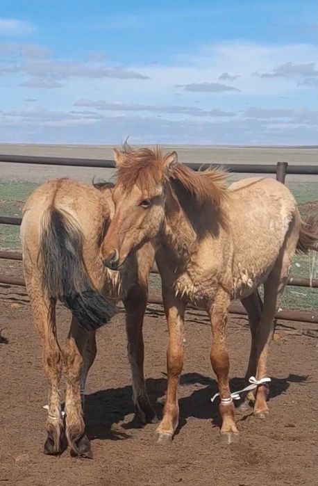 МЗ тайлар 2025. сатылымда.