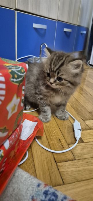 Vand pisoi british si scottish