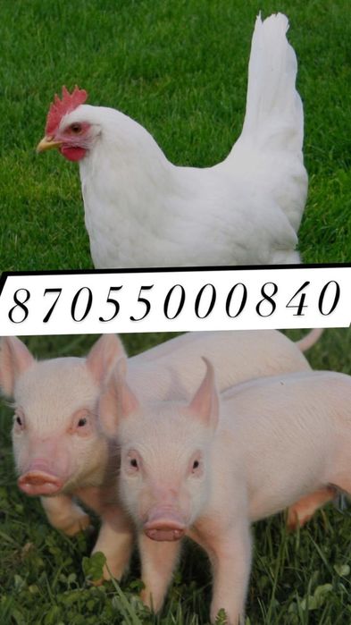 Куры несушки молодые Поросята мясной породы