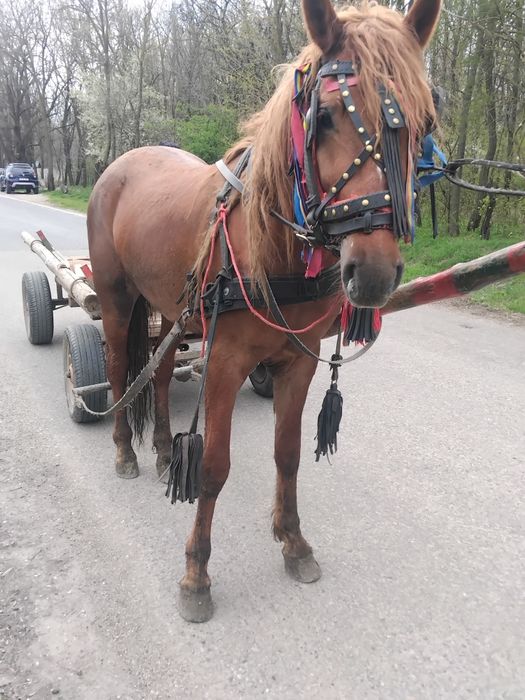 Vând un mânz de doi ani jumate ies cu trei