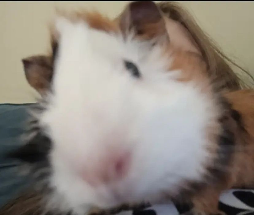 продам морскую свинку