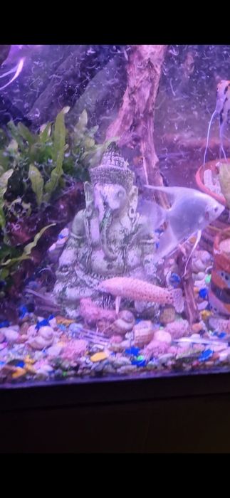 Продам таракатумов альбино.