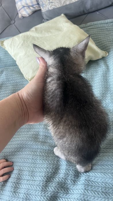 Продам котят метисы скотиш страйт
