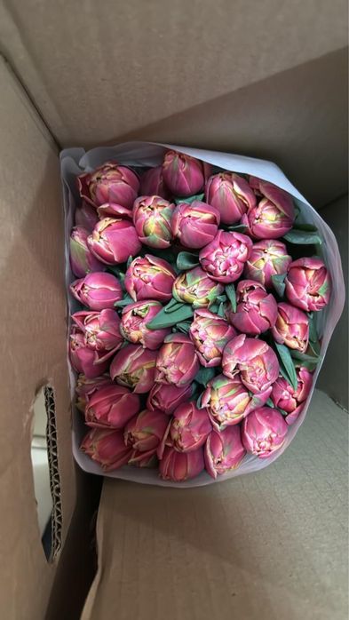 Свежие цветы тюльпаны