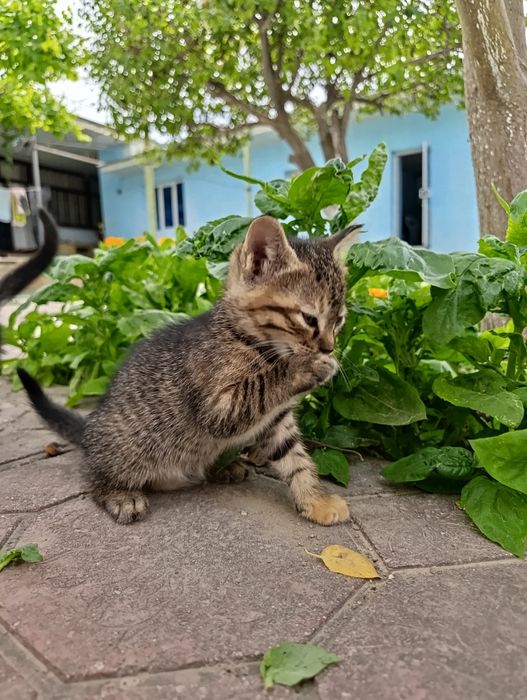 Котята бесплатно, в добрые руки.