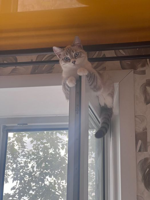 Отдам кошек бесплатно