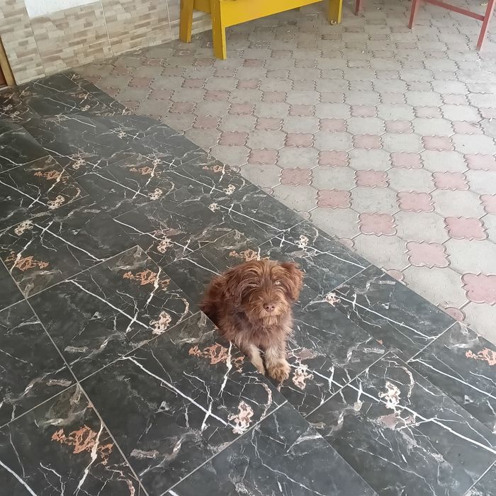 Отдам щенка в хорошие руки