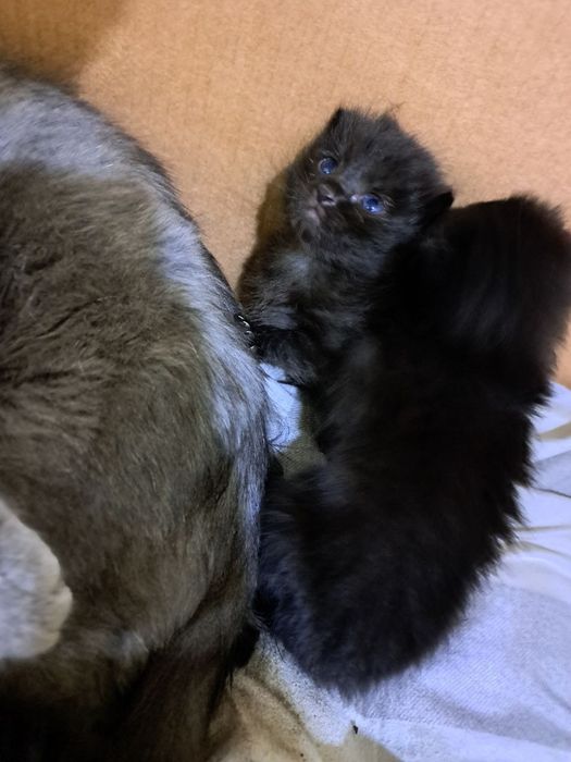 Juda ham aqilli mushuk