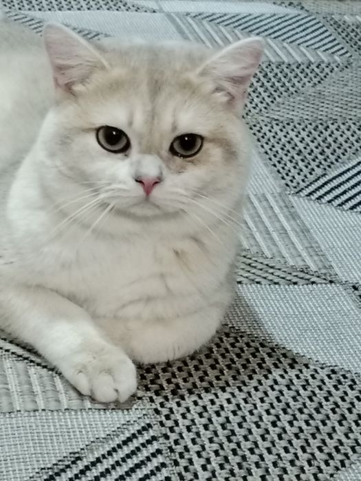 Вязка Британской кот Голубое золото.