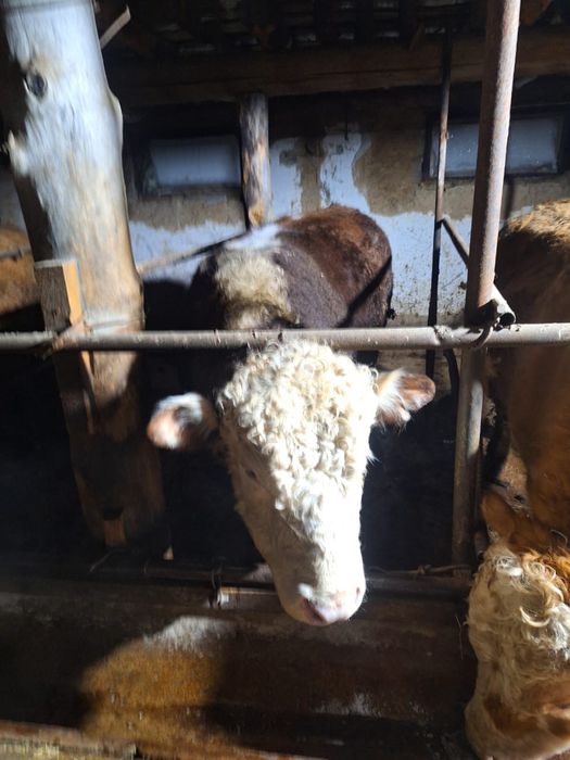 Бұқалар сатылады