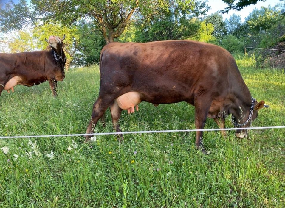 Vaca bună de lapte