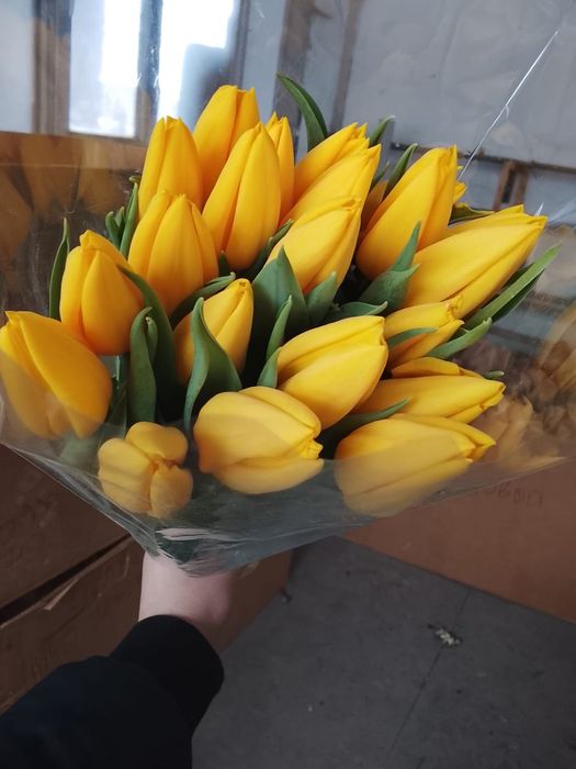 Тюльпаны Петропавловск