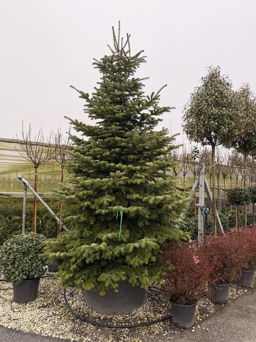 Maslin ,Pin ,Brad,Yucca Plante ornamentale