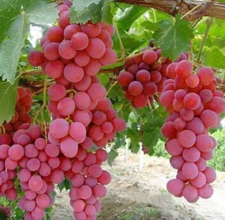 Căpșunică , Ananas , Nohan Și Frăguță anul 3 de vegetație